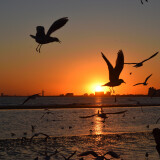 DSC_0178-dca65dc2083642ba6561bf22b077ee93