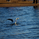 DSC_0103-64058205d0d6e8db30a39634130107d4