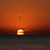 DSC_0339-5be30fb44b28fc485ad91cfebd42f8d9