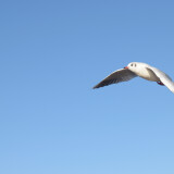 DSC_1085-693c1972051acb777ebbb748c4af5bcb