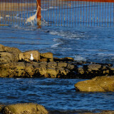 DSC_1103-2c27ef4b6a48a638f9a9e35ce140bd28