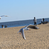 DSC_1053-7664336084df0278c2a246343875d35a