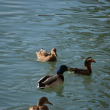 DSC_0796-11811523fb7225403a90aac5dd71b016