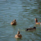 DSC_0797-7843547a8ea24538df01217ba6592b71