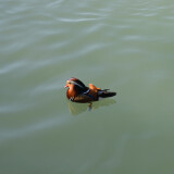 DSC_0907-43fae119924b5d8dabfa28802fe1d106