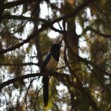 DSC_0820-1e4b9f71941a7ab503040a00b92122f5