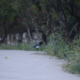 DSC_0436-2dbadf0b078c4bcdbe94a065e22c7a5f