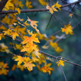 DSC_0440-8c27bee9a289dbc88dbdf69516626fcf