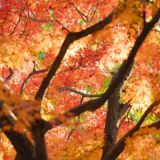 1764431264243-4dddaace7e418ba7c74ee82c6962a296