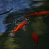 _DSC6962-4528672af036f36ce439aab1cf4fe3e8