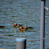 _DSC6748-507d62110099a2b72d8e93dc95007d98