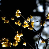 _DSC6869-930b3f056c4141f8c38f626b4402425d